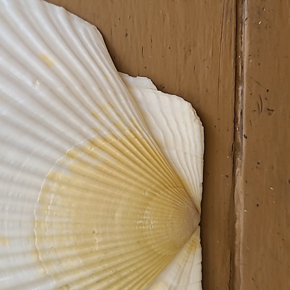 Medium Scalloped Clam Shells - Picture 5 of 11